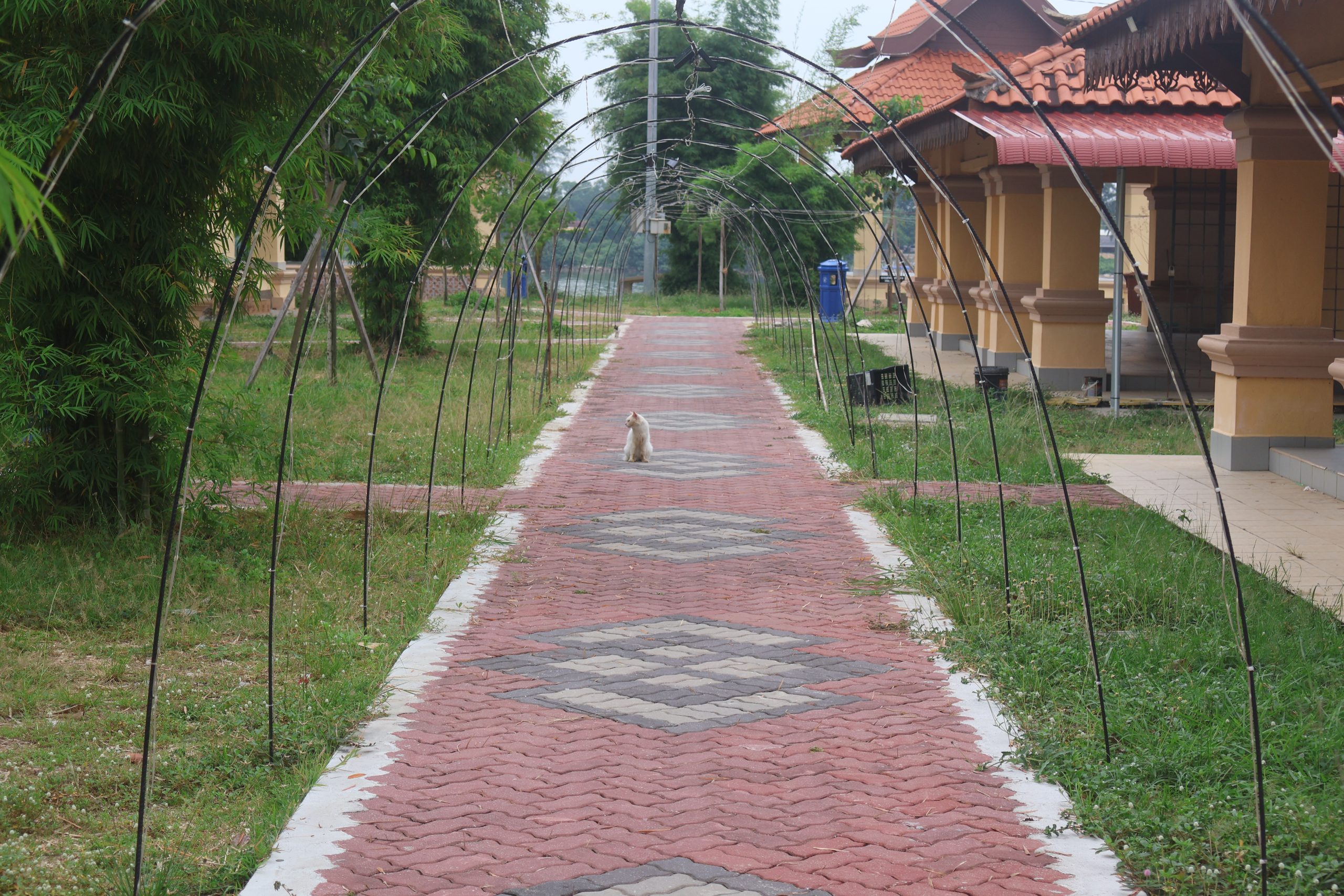 Cat in the middle of road